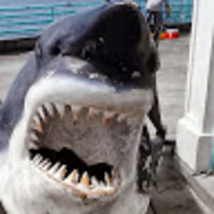 Meet your Posher, Frank